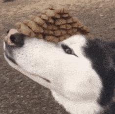 为啥加油站月薪两千还没人辞职,加油站上班工作强度大吗累吗