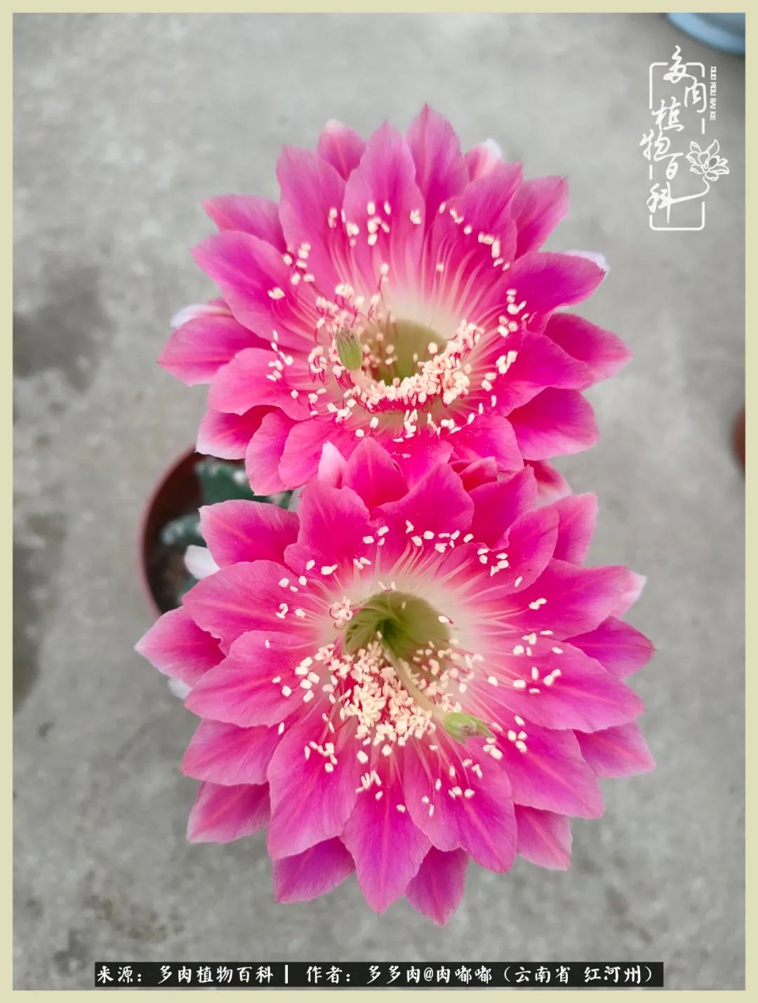 这个春天我们一起去赏花,这个季节我们一起去看花