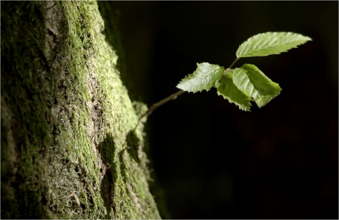 观赏地球的壮丽景观,看地球四季变换的视频
