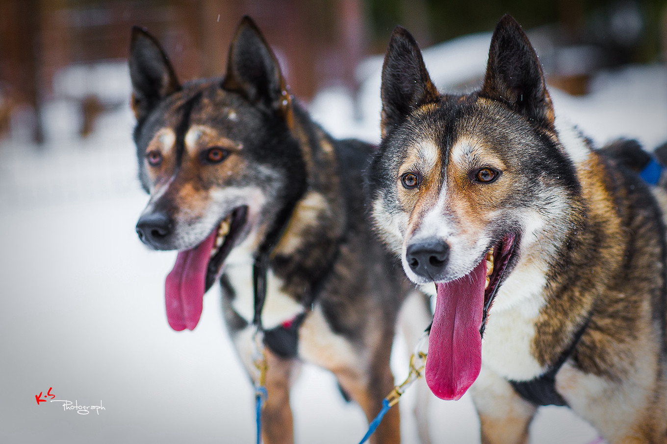 果小姐的慢生活之冰雪奇缘