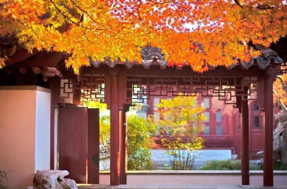 深秋回暖，安排！沪上各区的深秋美景，你准备好打卡了吗？