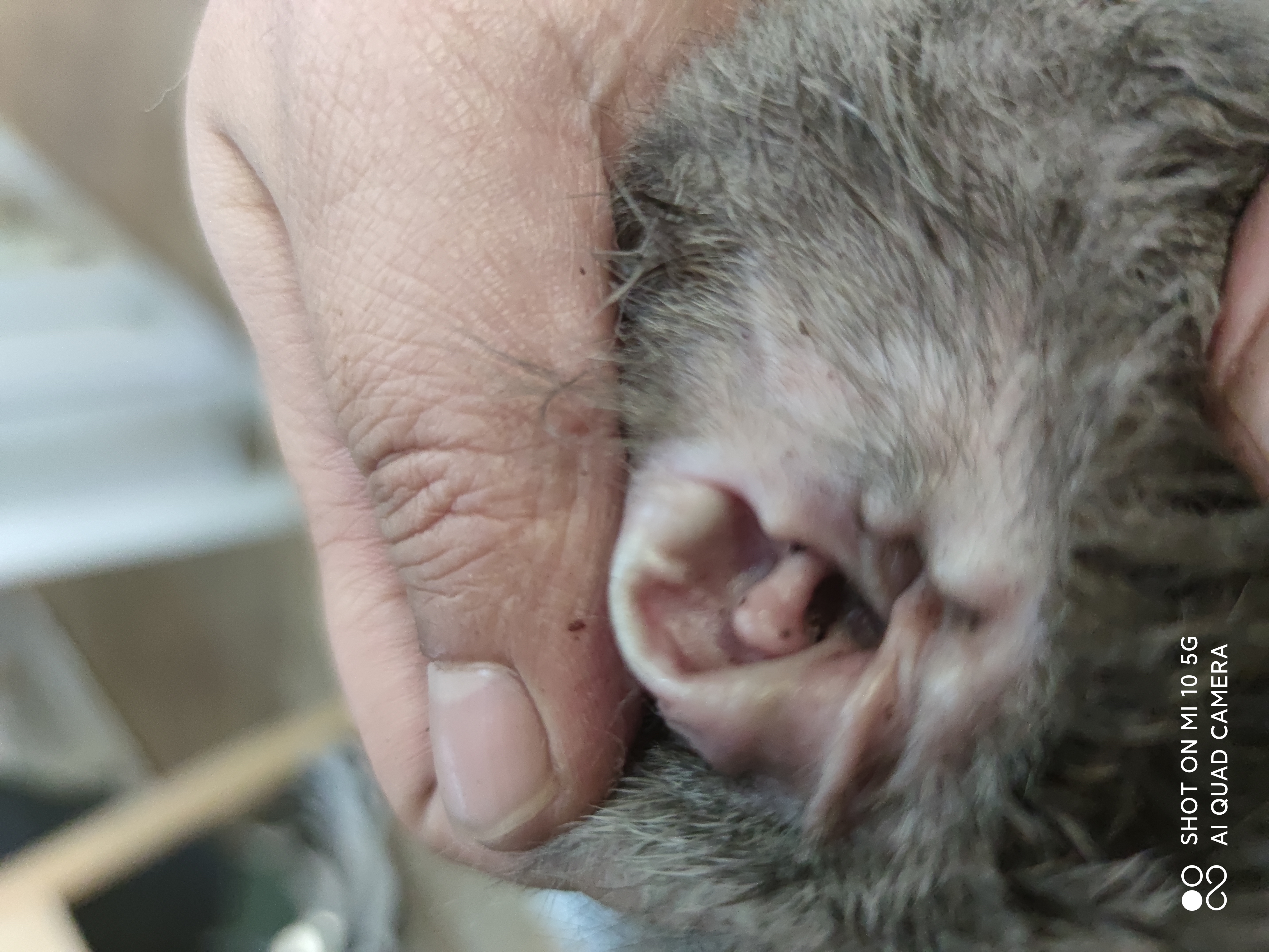 猫狗耳螨土方法怎么治,猫狗去耳螨洗耳液