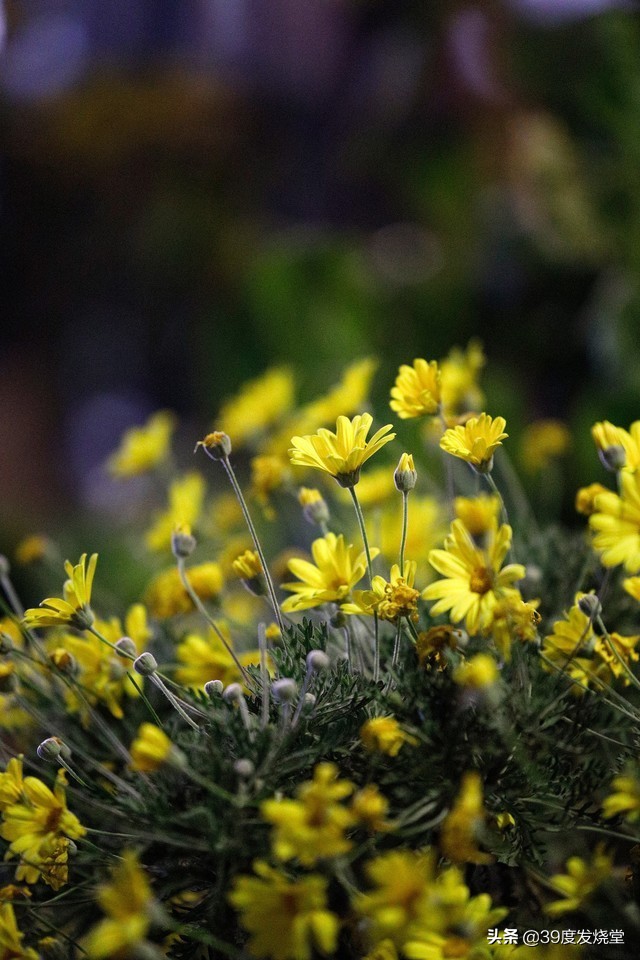 佳能rf70-200mmf4lisusm怎么样,佳能rf70-200mmf4usm镜头