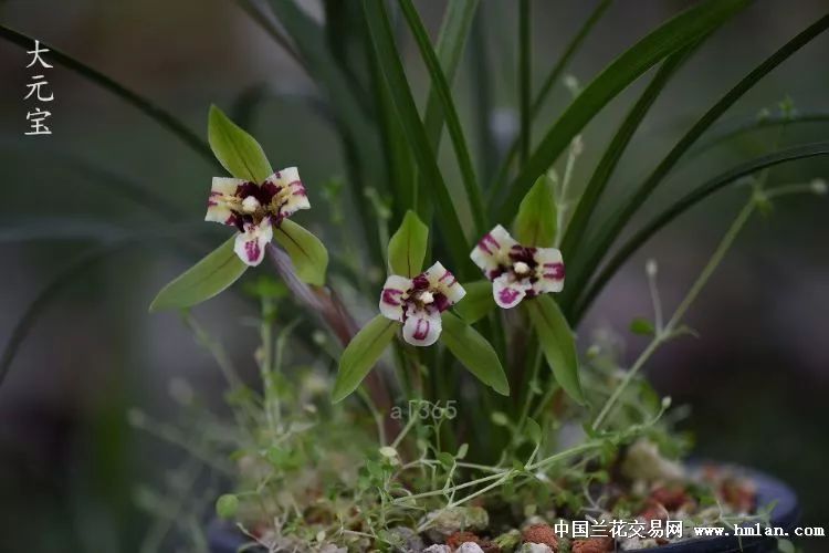 兰花怎么养才能让根腐死,松树皮与熟腐松针可混合养兰花吗