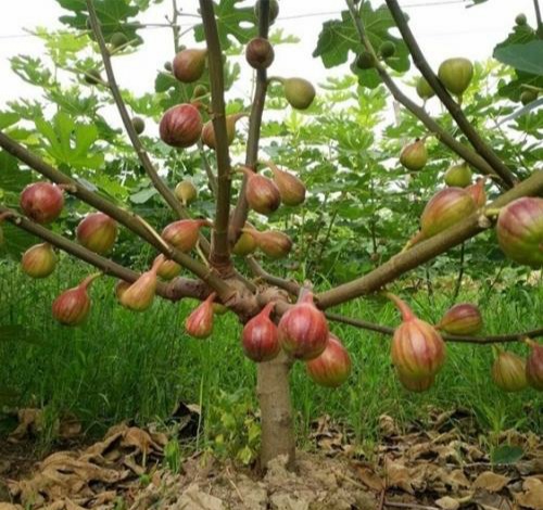 无花果的高产种植技术及管理要点,无花果怎样栽培才能获得高产