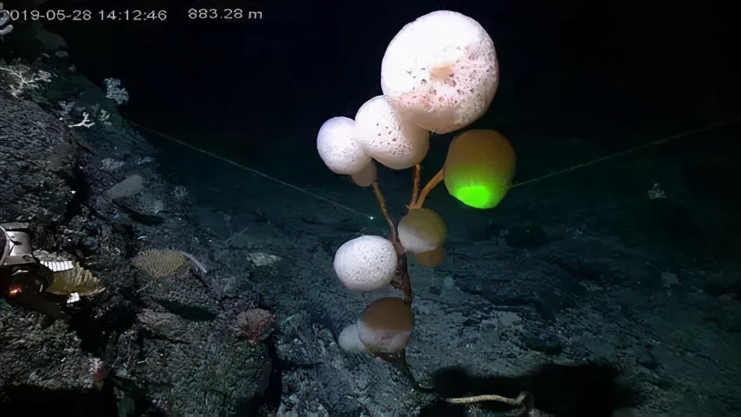 你对海洋了解多少个视频,你对海洋馆了解多少