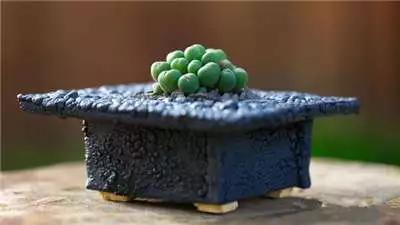 多肉大师手绘花盆,多肉顶级玩家