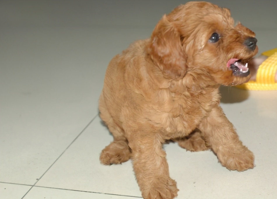 小狗拉肚子怎么治疗,小狗拉肚子怎么办最快最有效