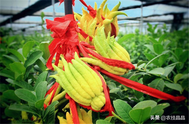 冬天从网上买的佛手苗怎么种植,种三年佛手一亩产量有多少