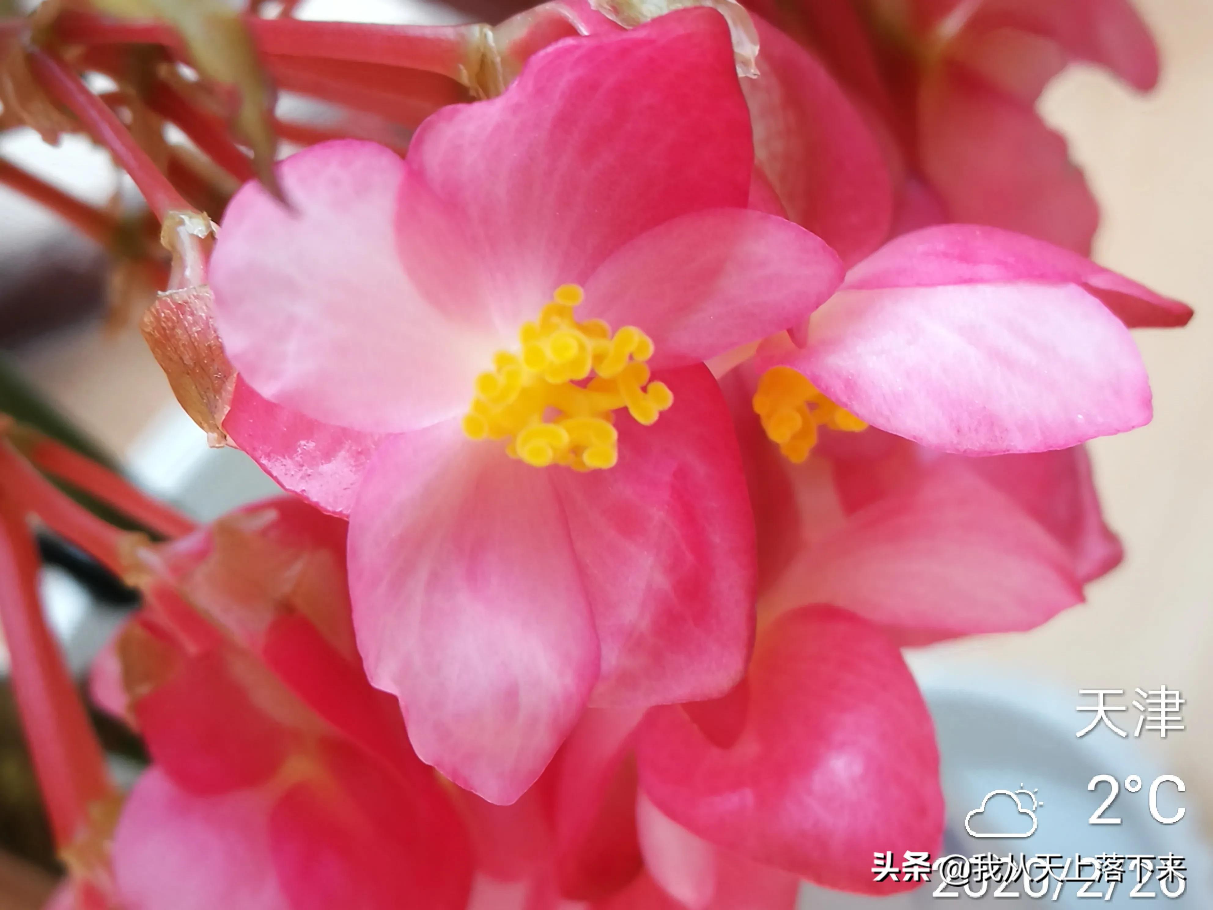 100张花朵美图,100张花图片大全