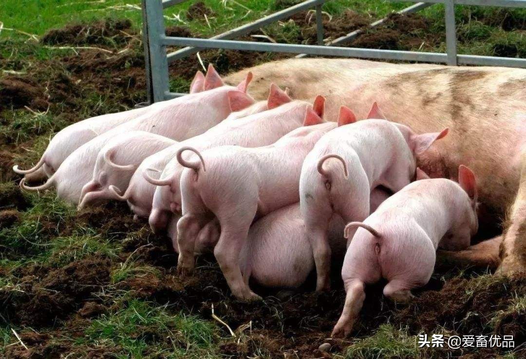 母猪乳腺炎症硬块怎么消除,母猪乳腺炎怎么治疗最快的方法