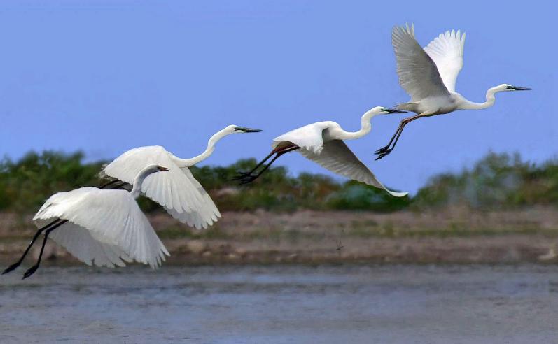 两个黄鹂鸣翠柳是什么行为,两个黄鹂鸣翠柳解释幼儿园