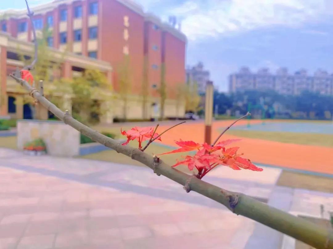 最美的风景美丽的校园,最美的风景就是校园