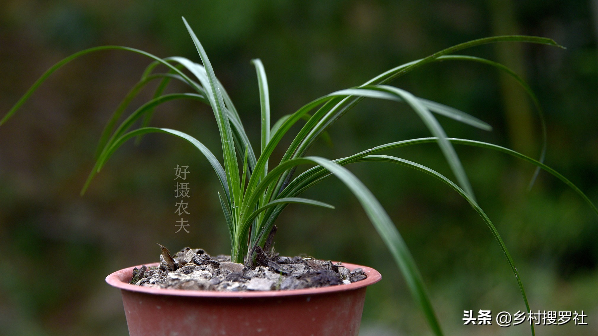 文殊兰移栽怎么判断成活,大叶兰怎样培育