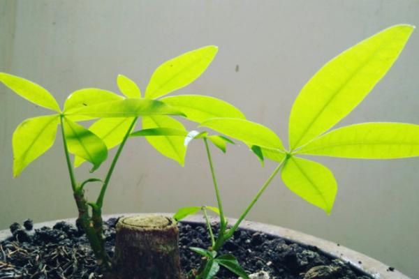 发财树烂根如何快速补救,发财树烂根怎么补救详细教程