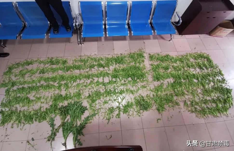 胆太大！七旬大伯竟拿*粟罂**当菜吃！