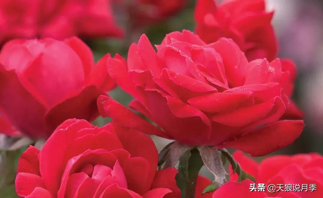 抗病性好的月季推荐,哪些月季品种抗病强