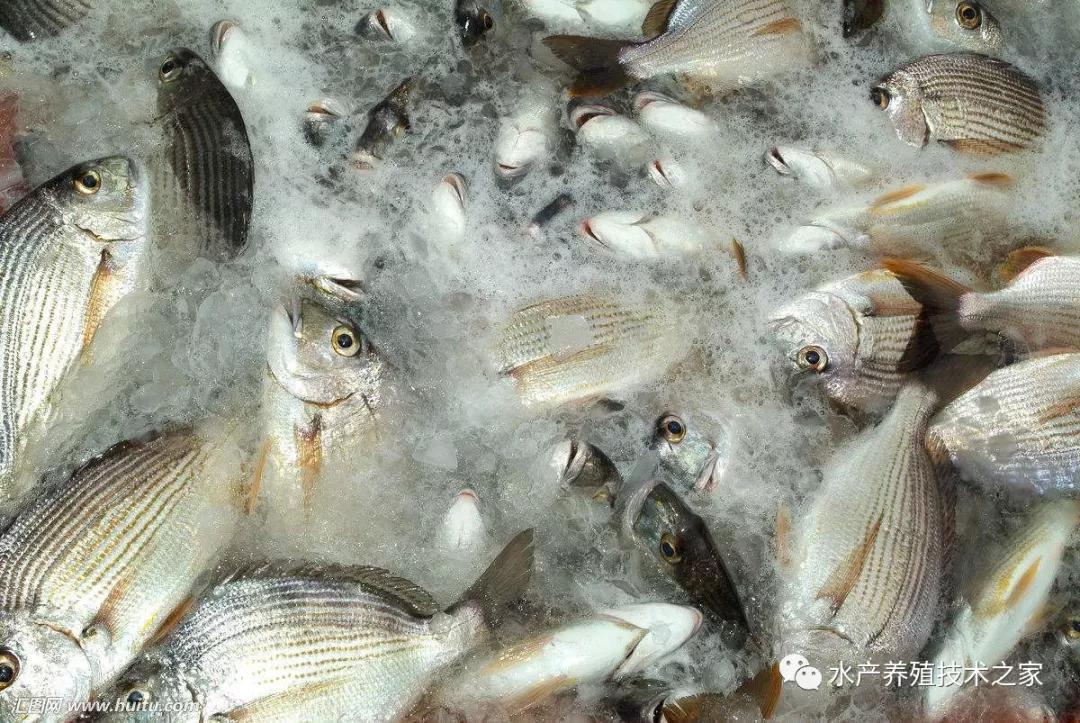 水产养殖常用药物及注意事项,水产养殖的用药配方