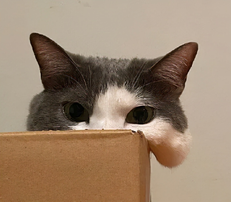 众所周知的猫咪,猫咪是液体也是固体