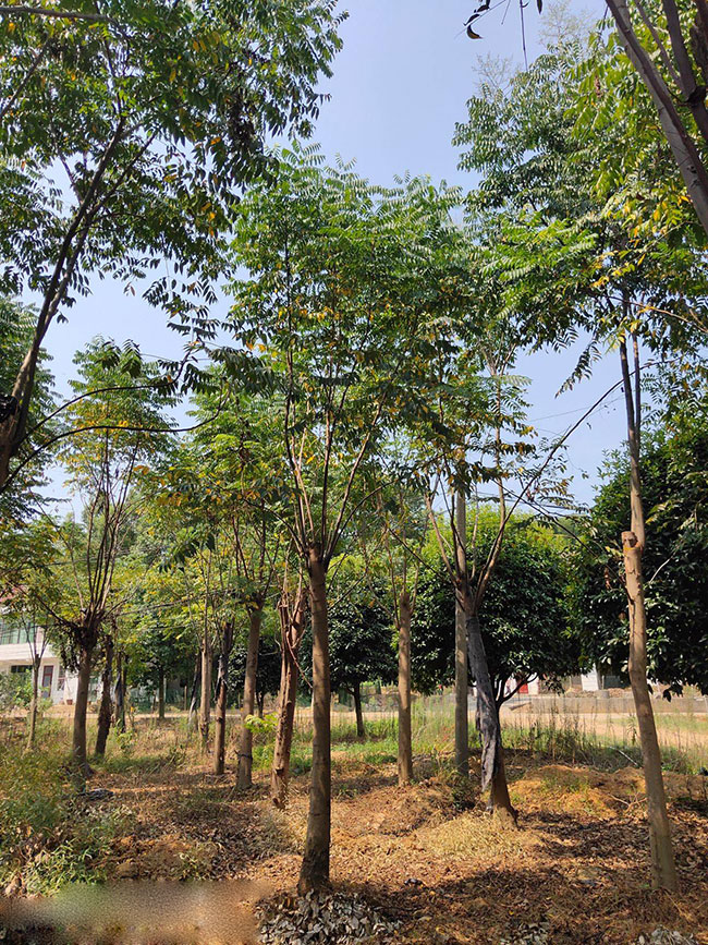 栾树虫害怎么治,栾树虫害的防治方法