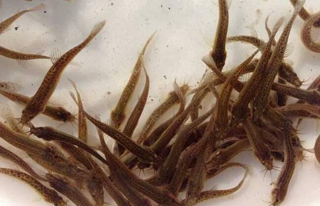 泥鳅养殖技术教学,华农园特大泥鳅养殖