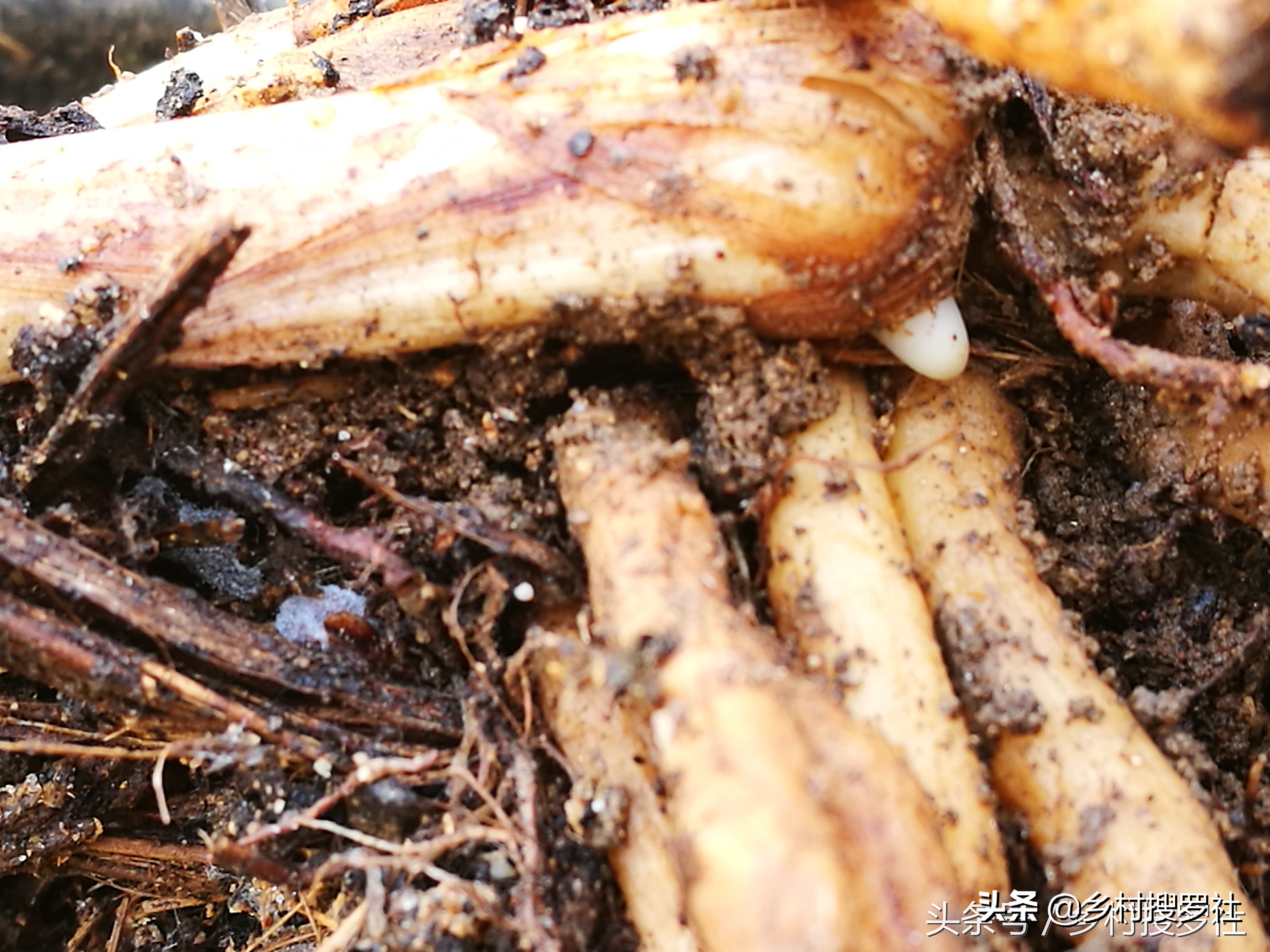 兰花不服盆的原因,为什么你的兰花总养死