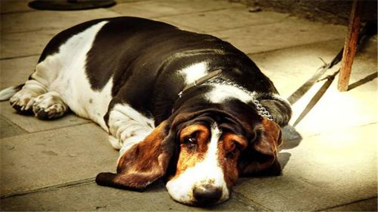 小公犬发情了有什么办法,母宠物犬发情怎么缓解