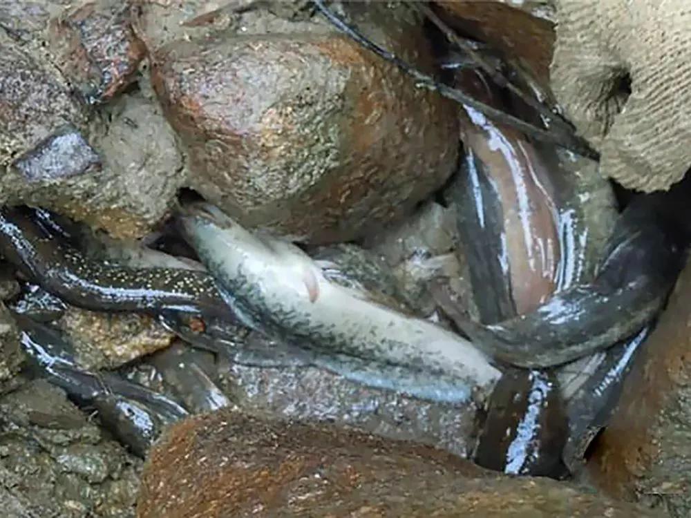 酷似泥鳅，也叫“七星鱼”，如今野生一斤100元，极其珍稀