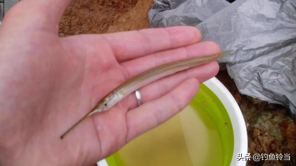 怎样垂钓经济价值高的鱵鱼?注意用饵和钓法的技巧，才能钓多钓好