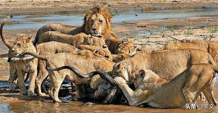 老虎和狮子到底哪个更厉害呢,老虎和狮子到底谁更厉害