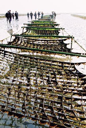 南通海安美食特产,南通特色美食学习