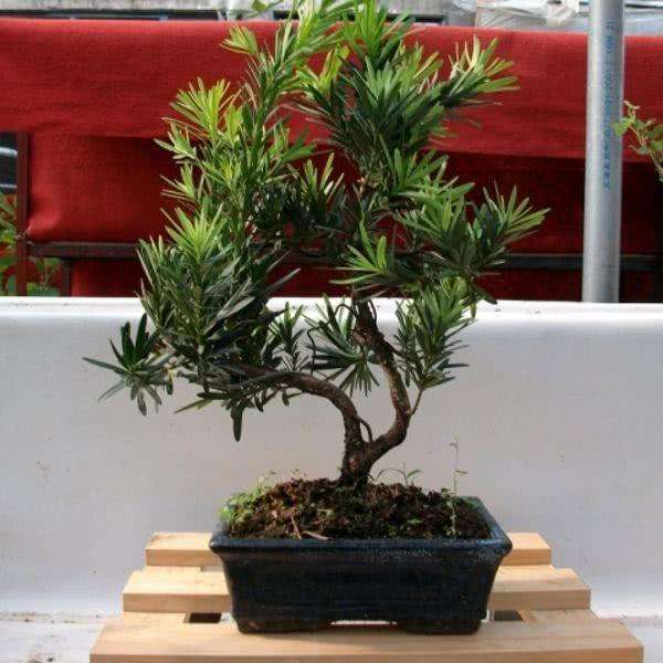 100种适合室内养的植物盆栽,10种适合室内摆放的花卉盆栽推荐