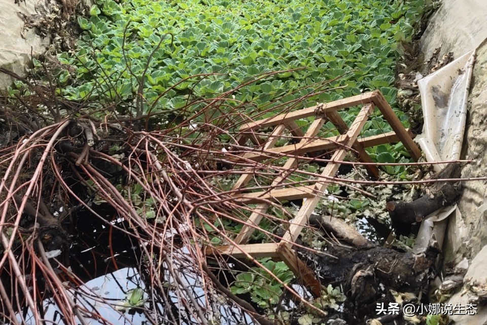 美如画的农场,美如画的生态园