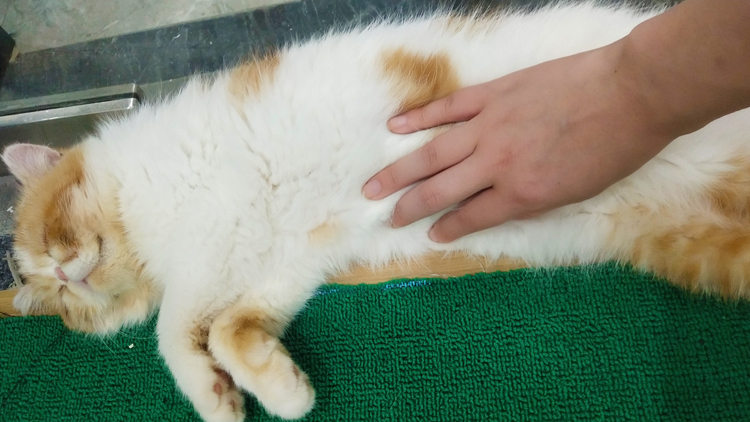 猫咪生病或者不健康会有什么症状,猫咪状态不对