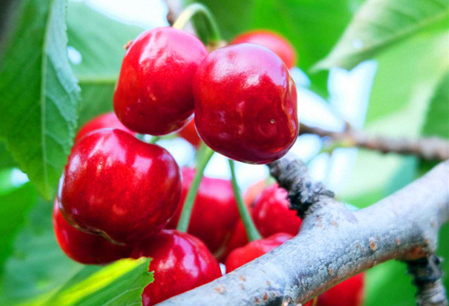 樱桃园开始采摘,樱桃采摘季漫山遍野红樱桃