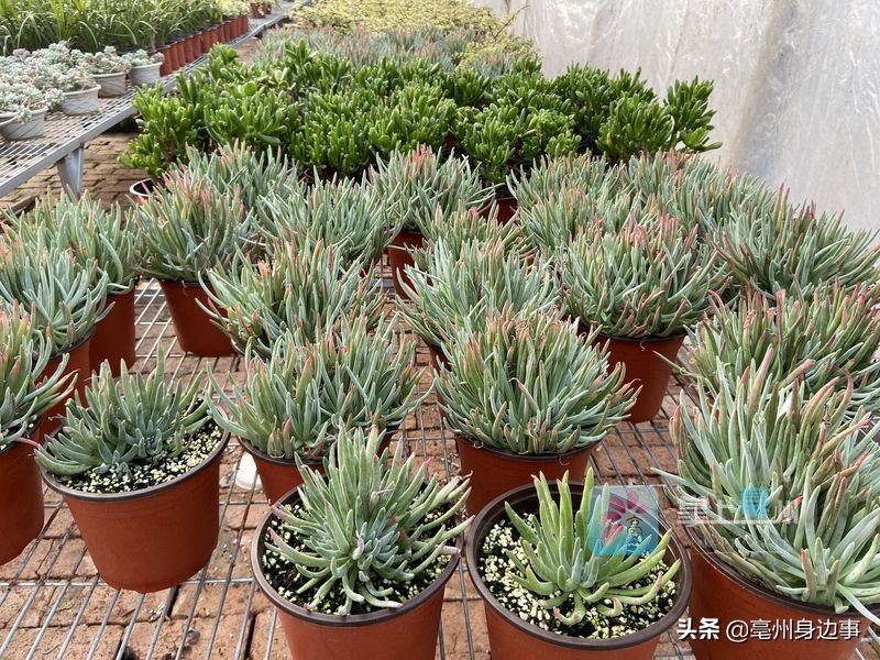 有能耐！亳州小伙回乡创业打造“多肉乐园”