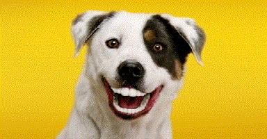 最新爆笑gif动图,超爆笑gif动图