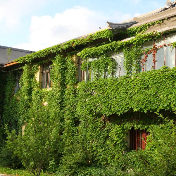 夏天院子里种爬山虎,在家里种爬山虎