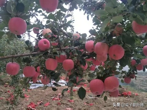 怎么给果树施肥而不伤果树,盲目施肥对果树有什么影响