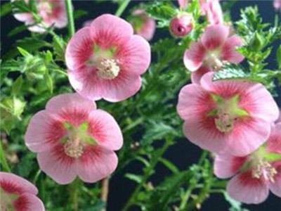 丹麦木槿用大盆还是小盆养,丹麦木槿要怎样养护