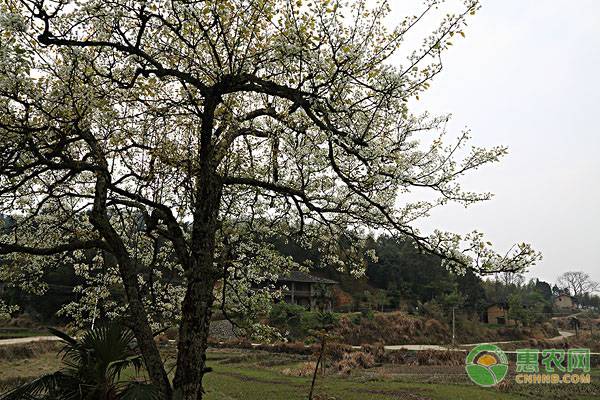 新栽的梨树几年可以结果,开春之后梨树能不能修剪