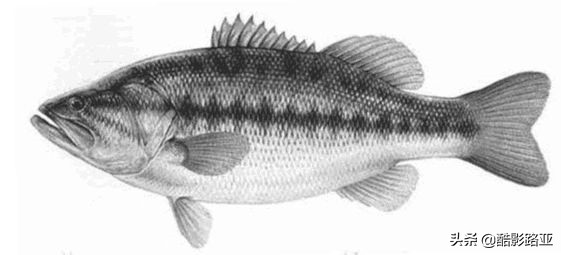 路亚鱼种对应假饵和钓法,新手钓路亚建议什么竿