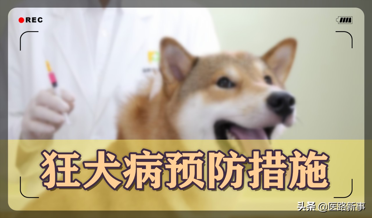 被猫狗咬伤的正确处理流程,被犬猫咬伤后怎么预防狂犬病毒