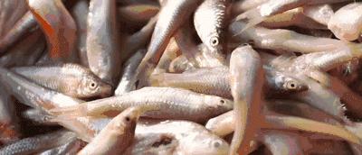 阳澄湖大闸蟹的特色怎么介绍,阳澄湖大闸蟹养成记