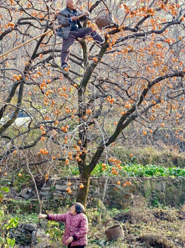 武安野生柿子,邯郸武安令公村