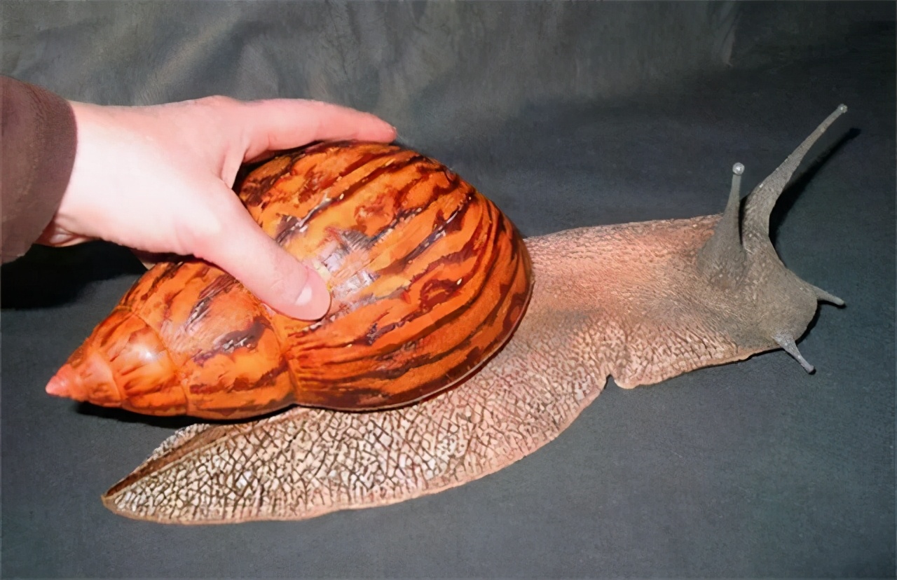 非洲大蜗牛足有2斤重,入侵我国多年,中国吃货为何不将它们消灭