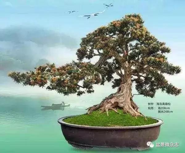 全世界最贵的100棵盆景,最贵的十种盆景