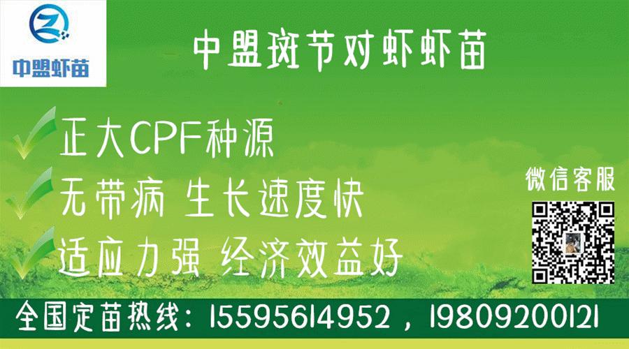 养虾脱壳期技巧和注意事项,养殖虾脱壳后需补什么