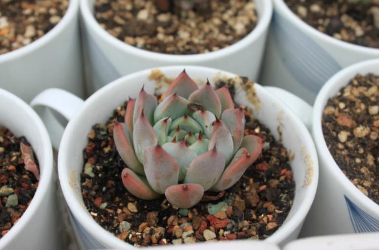 多肉植物的煤烟病图片,多肉植物得了煤烟病怎么治