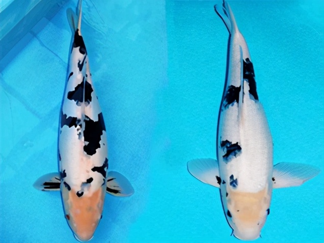 锦鲤鱼怎么养放盐吗,锦鲤用盐浓度